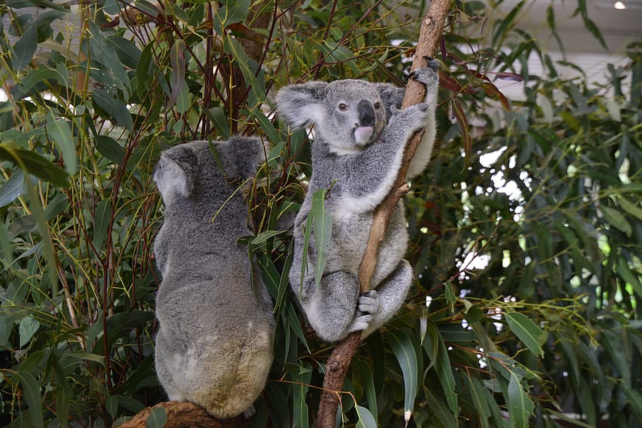 two, gray, animals, trees, australia, koala, brisbane, animal, wildlife, native