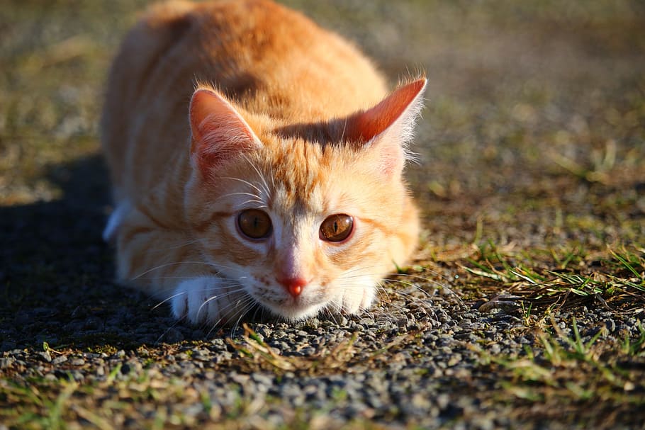 naranja tabbyt ca, gato, gatito, caballa roja atigrado, gato rojo, lauer, gato joven, gato bebé, caballa, mieze