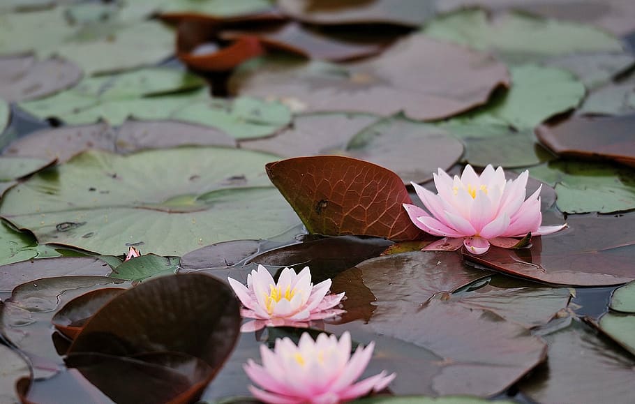 waterlilies, water, water lilies, lotus, aquatic plants, lotus flower, water Lily, lotus Water Lily, pond, nature
