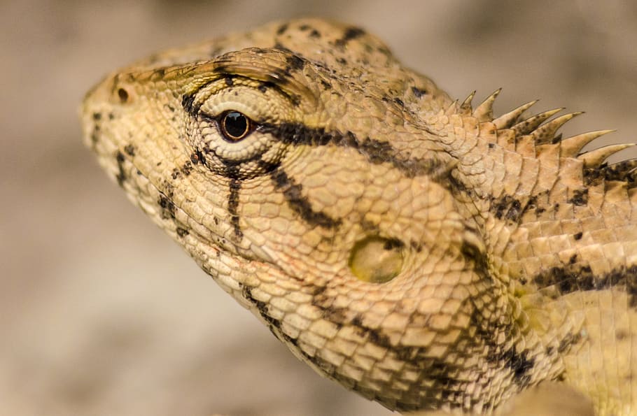 macro, lizard, animal, reptile, wildlife, nature, skin, wild, dragon, eye