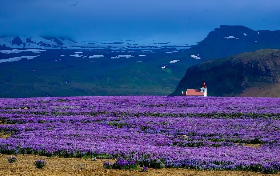 lavender, field, farm, outdoor, nature, garden, landscape, view, mountains, snow