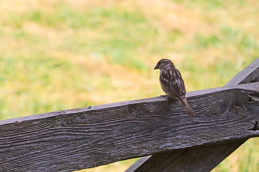 sparrow, bird, song sparrow, closing, feathers, pen, plumage, brown, cute, beak