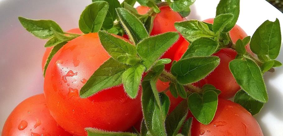 Rojo, tomates, blanco, fotografía de primer plano de la placa, albahaca, fruta, ensalada, hierbas, verde, plato