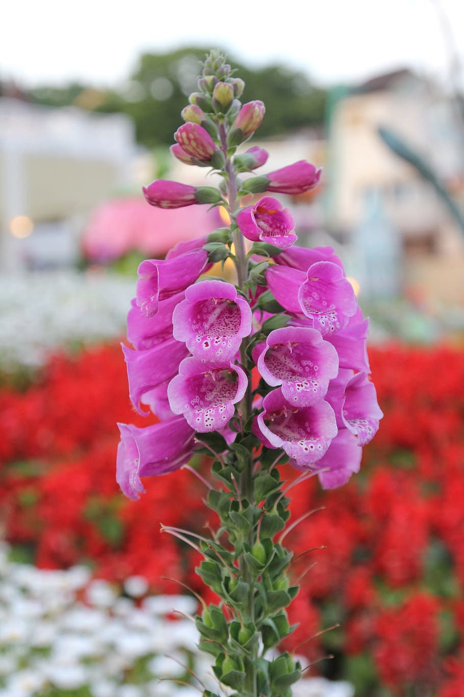 Foxglove, Flower, Digitalis, Nature, purple, plant, summer, bloom, natural, pink