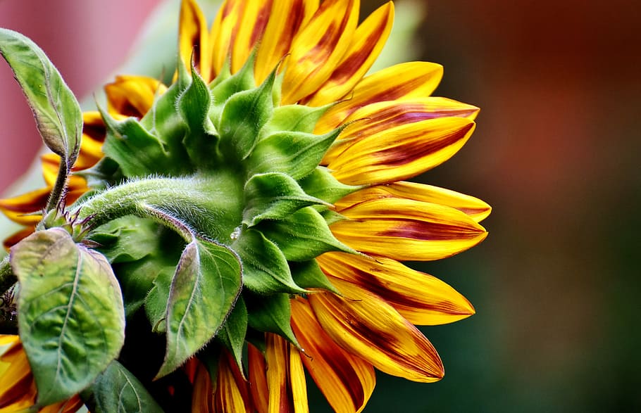 closeup, photography, yellow, sunflower, Sun Flower, Summer, Garden, Blossom, summer, garden, bloom
