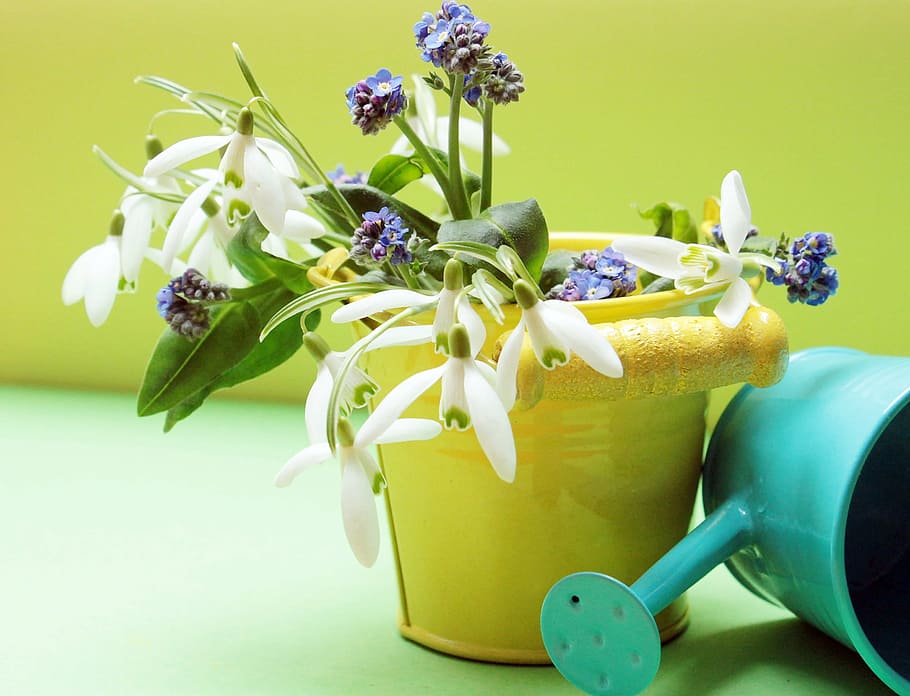 purple, white, flowers, yellow, bucket, teal, watering, snowdrop, forget me not, watering can