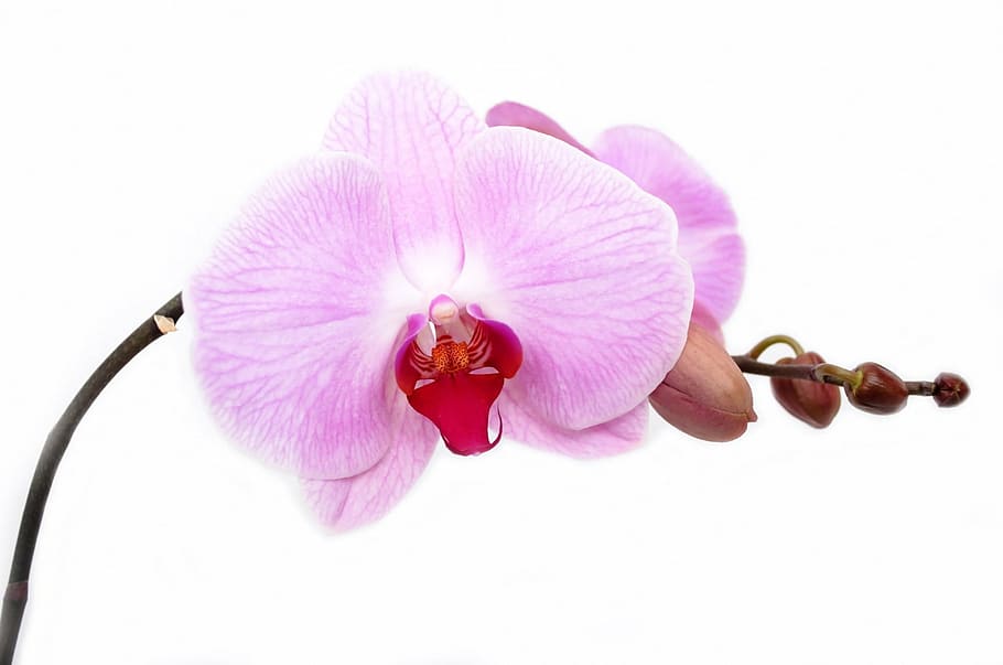 pink, selective, focus photography, orchid, flower, isolated, decoration, bud, vibrant, tropical