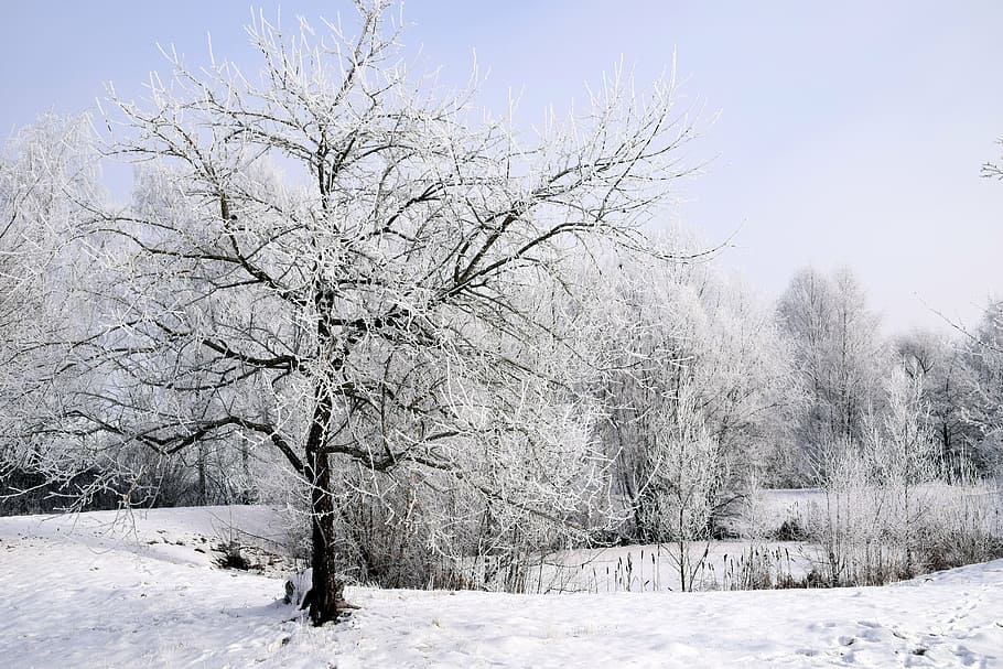 invierno, nieve, invernal, árbol, frío, blanco, nevado, arbustos de invierno, estanque, claro