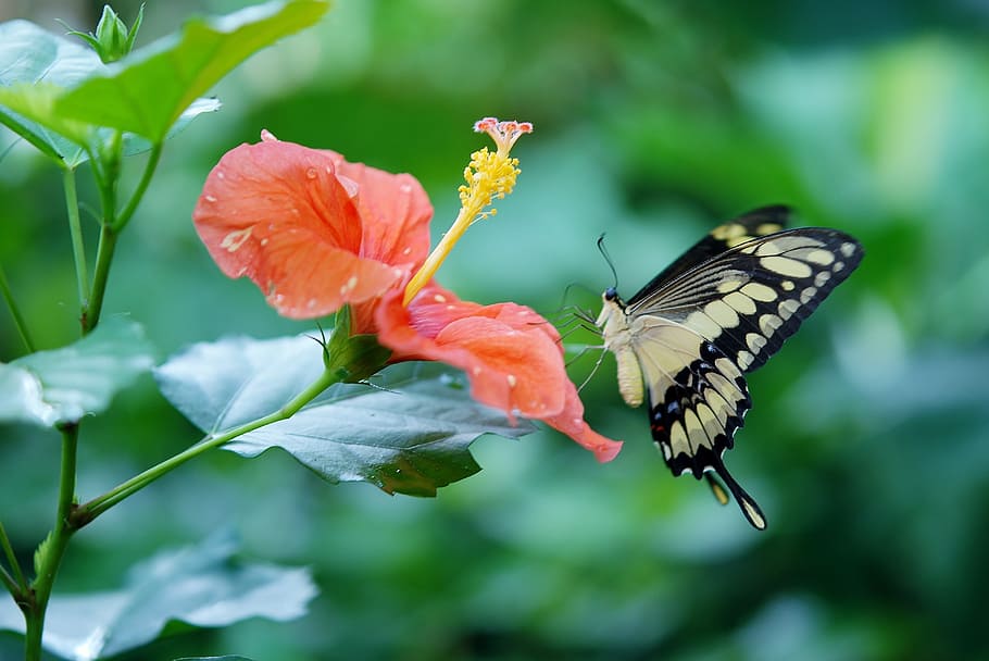 borboleta rabo de andorinha tigre, empoleirado, vermelho, planta de hibisco, Papilio Cresphontes, borboleta, animal, inseto, asa, flor