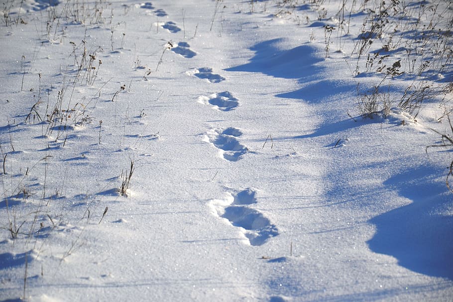 footprints, snow, daytime, animal tracks, on snow, winter, frost, sunny day, winter day, shadow