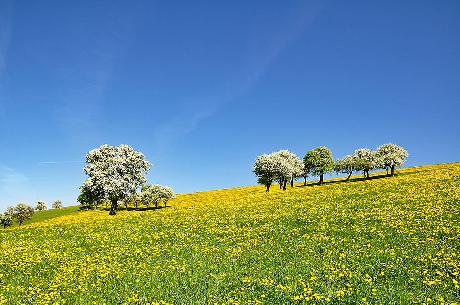 nature, landscape, spring, flowering time, blossom, pear blossom, dandelion, meadow, dandelion meadow, blue sky