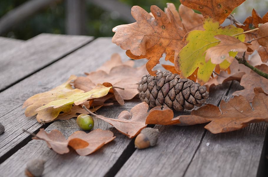 Pine Cone, Autumn, Leaf, Oak, Brown, autumn, leaf, acorn, branch, wood - material, food and drink