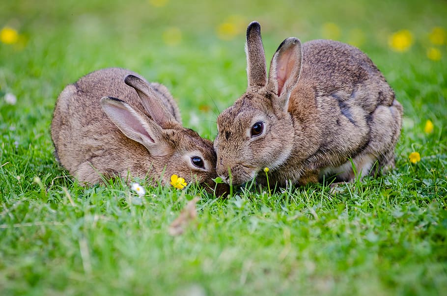 European rabbits, rabbits, grass, animal, animal themes, mammal, rabbit - animal, animal wildlife, plant, field