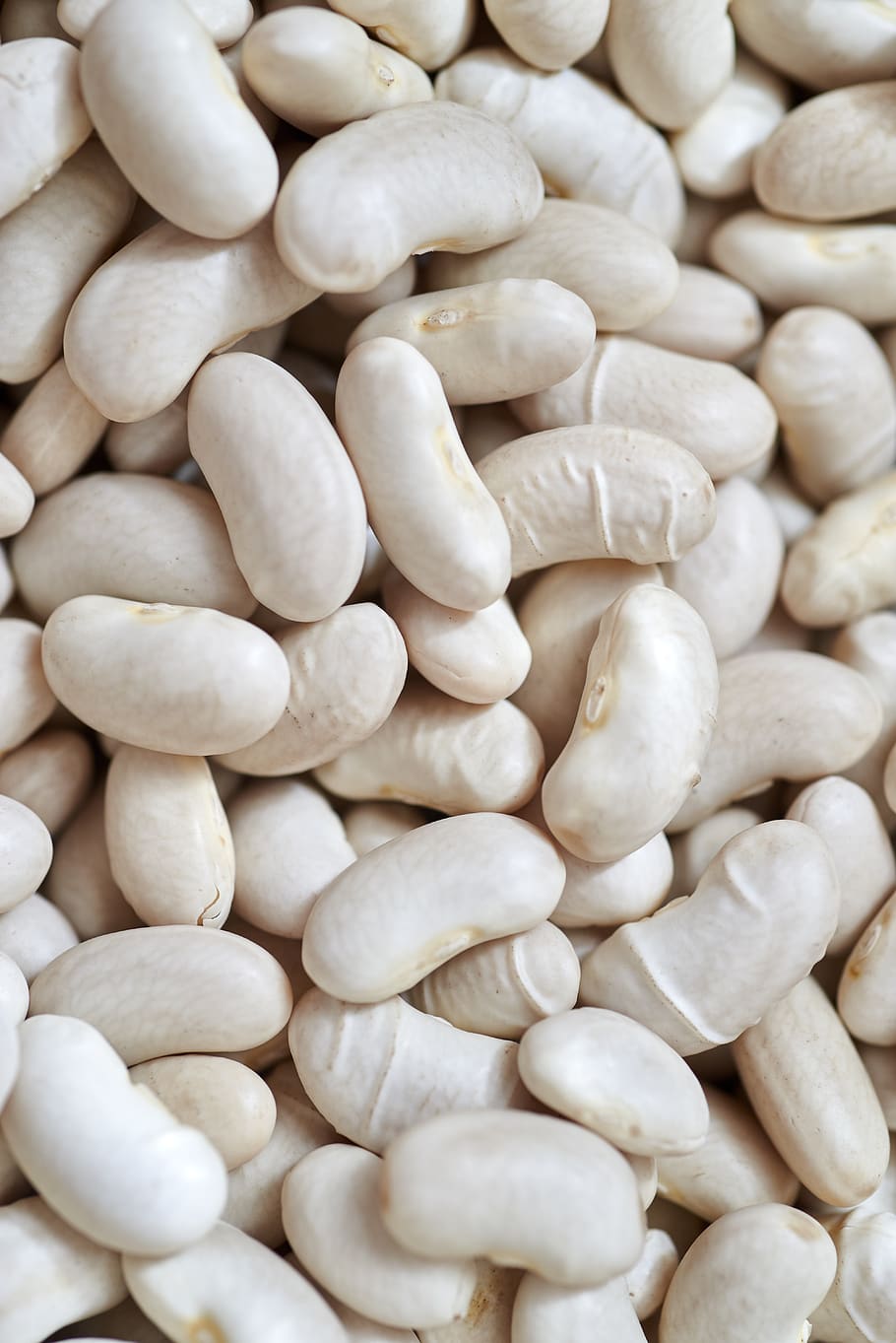 white, beans, food, close up, ingredients, cooking, kitchen, nutrition, raw, organic
