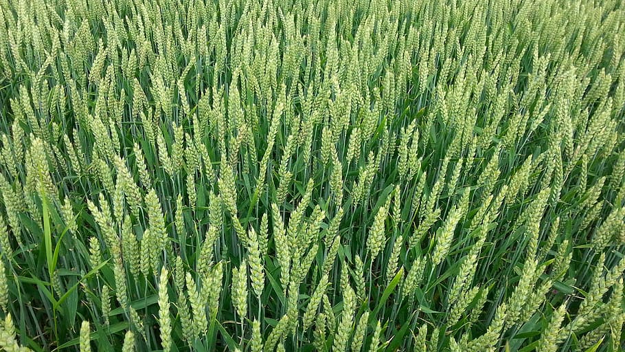 cornfield, grain, field, nature, harvest, arable, mature, grain fields, plant, green color