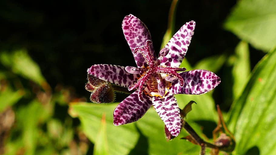 tricyrtis hirta, lily, autumn plant, purple speckled, lily family, plant switches, nature, garden, flora, flower