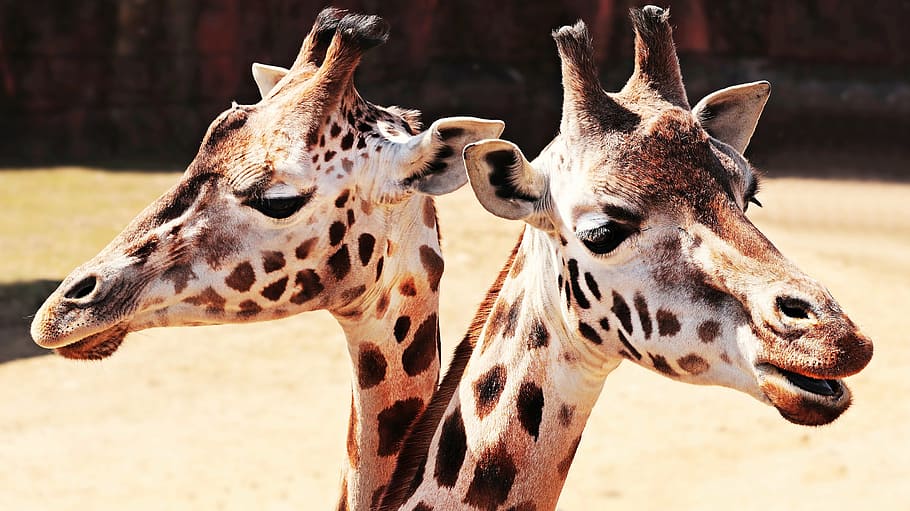 two, giraffes, closeup, photography, animal, mammal, spotted, zoo, neck, close
