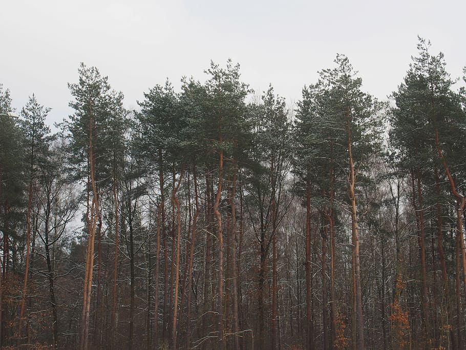green, leafed, tall, trees, leaves, forest, woods, nature, tree, pine tree