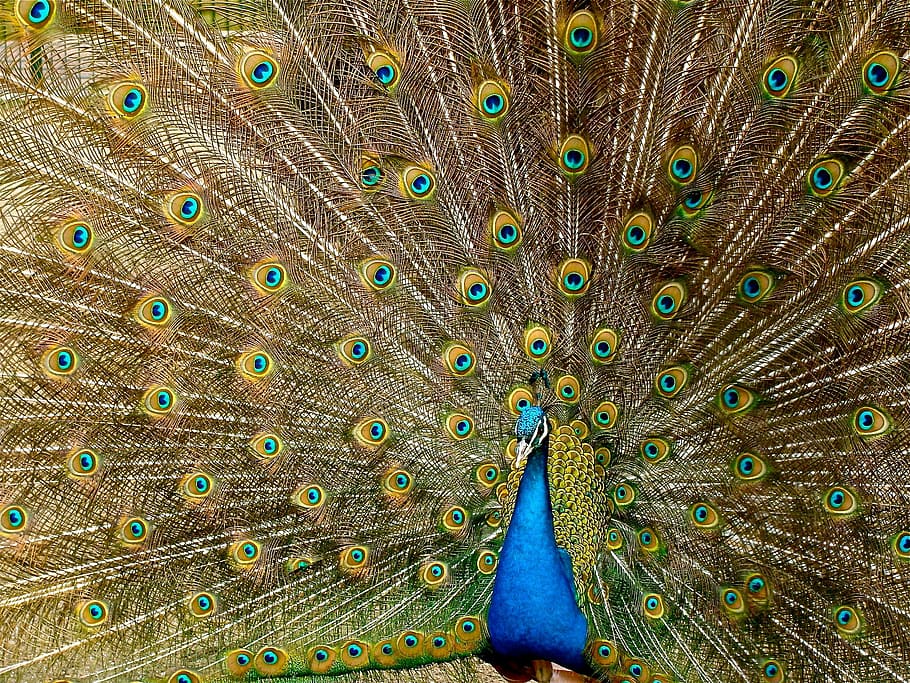 Azul, amarillo, verde, pintura de arte de pavo real, pavo real, plumaje, pájaro, cola de milano, cola, vibrante