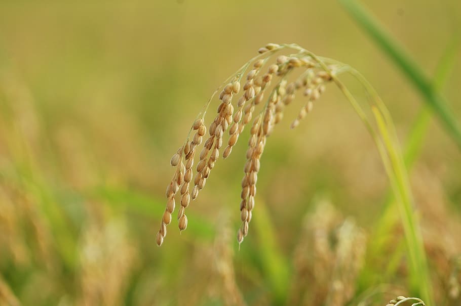 ティルトシフトの写真, 米粒, ch, 農業, 韓国の田舎, 夏, 秋, 米, 農業用水, 植物