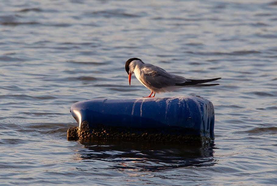 arctic tern, sea swallow, sea bird, fishing, bird, red beak, lake, diving, tern, feeding