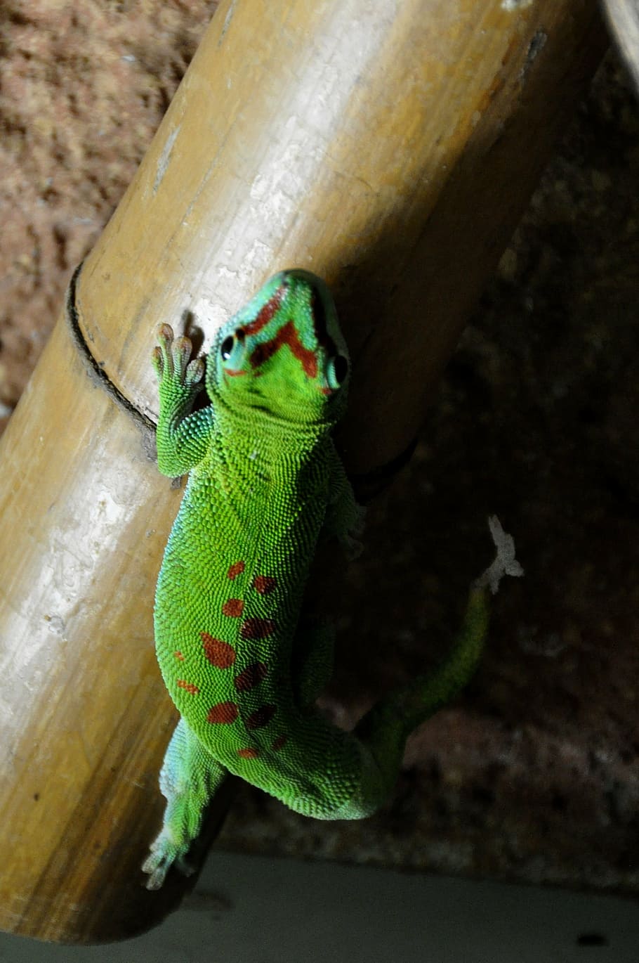day gecko, malagasy taggecko, gecko, reptile, green, red, lizard, animal, nature, wildlife