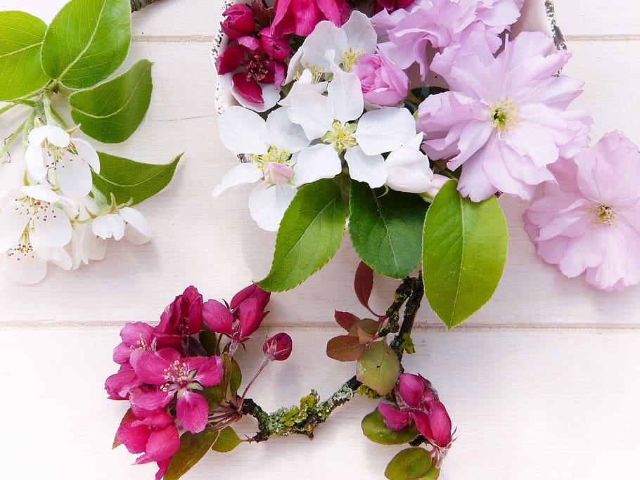 rosa, blanco, verde, flores, superficie, primavera, árbol frutal, adorno, pera, manzano