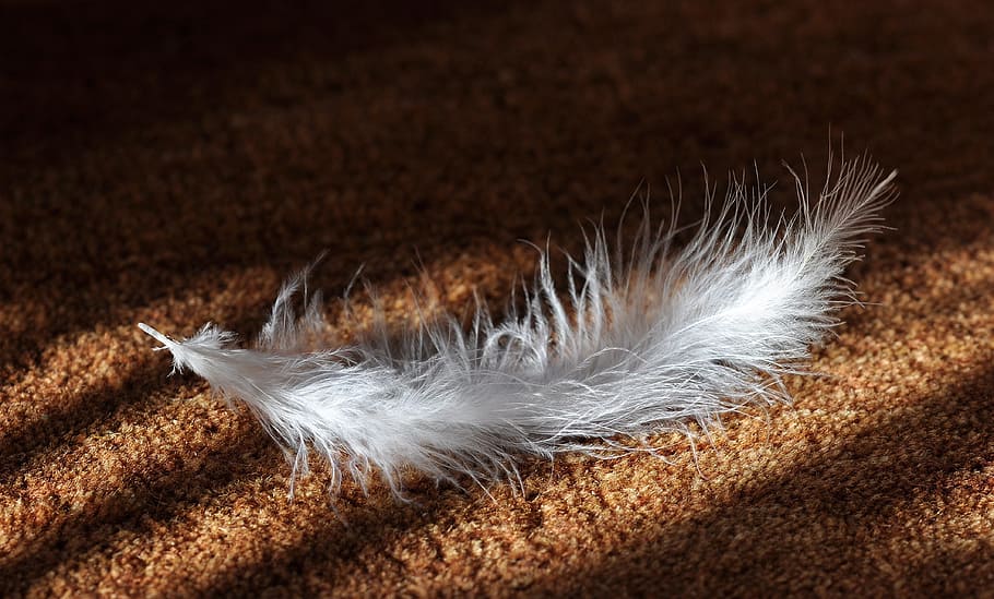 white, feather, brown, fabric surface, animal springs, bird feather, slightly, airy, tender, soft