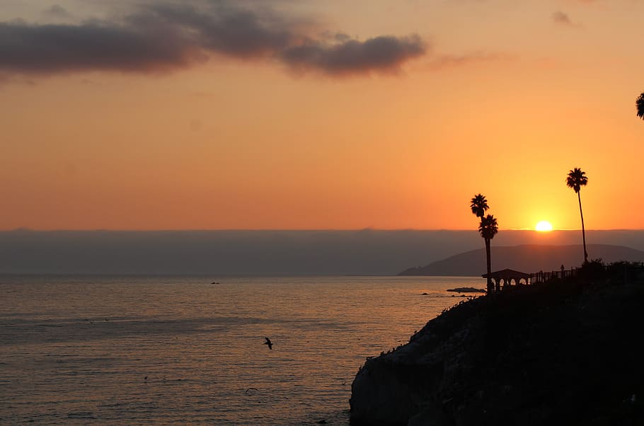 island, ocean, golden, hour, sunset, california, ca, palm trees, seagull, clouds