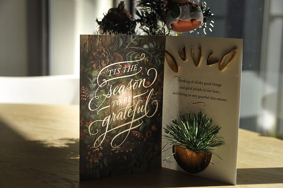 x-mas, grateful, seasonal greetings, text, communication, western script, indoors, plant, table, potted plant