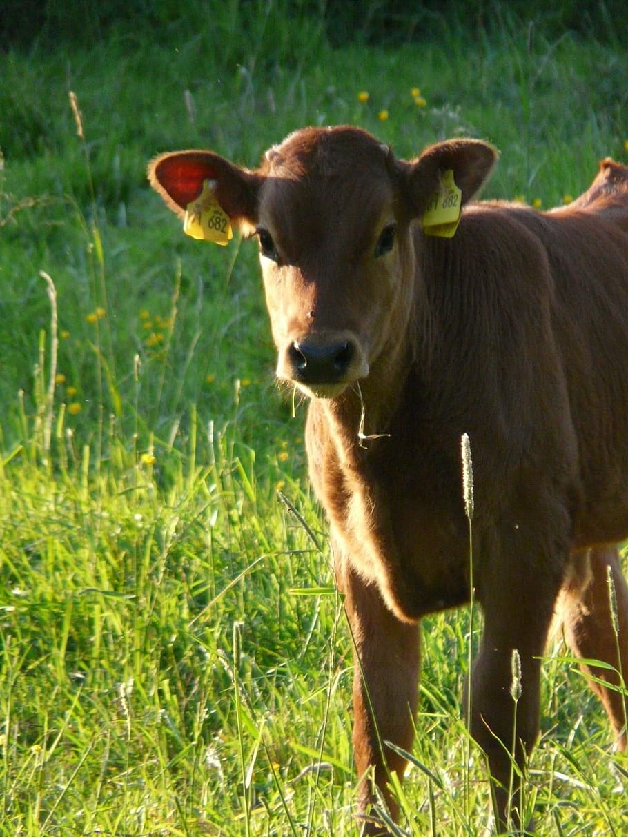 Cow, Domestic Cattle, Beef, bos primigenius taurus, cattle, livestock, agriculture, animal, grass, farm