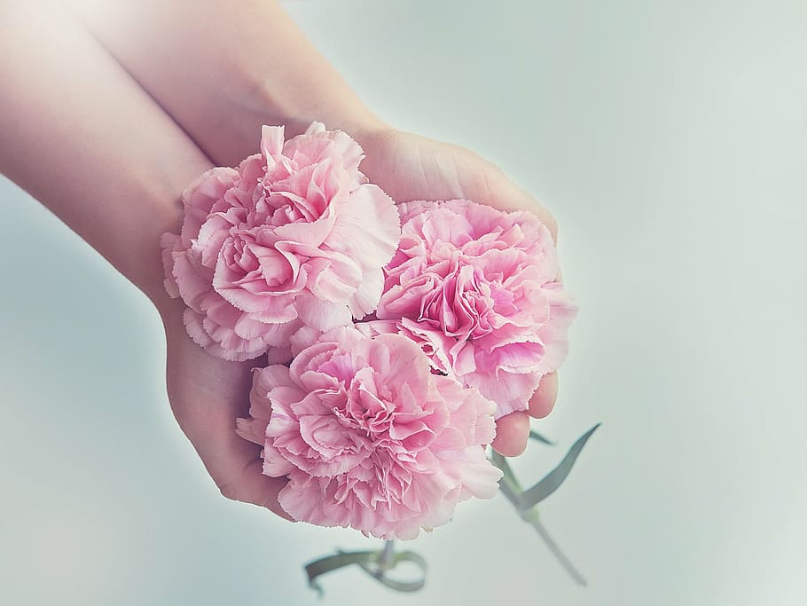 tiga, merah muda, bunga petaled, cengkeh, bunga, anyelir pink, schnittblume, tangan, simpan, pegang