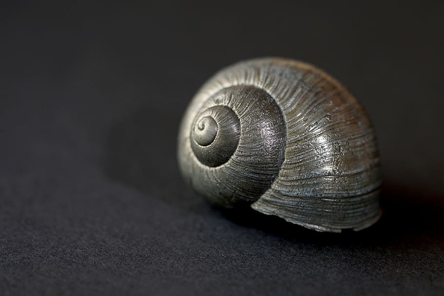 natureza, formulário, espiral, concha de caracol, preto e branco, caracol, molusco, viscoso, animal Shell, close-up