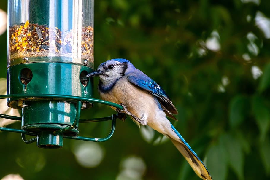 bird feeder, bird, birdwatching, feeder, nature, garden, blue jay, jay, animal themes, animal