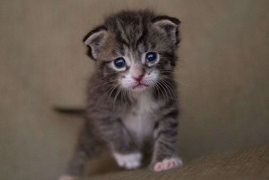 short-fur, gray, tabby, kitten, selective, focus photography, grey, cat, baby, cute