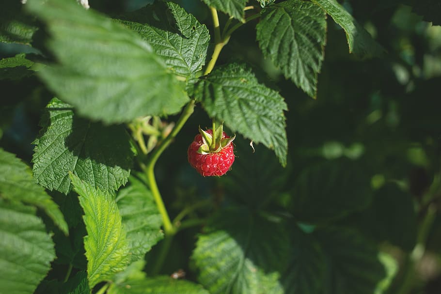 selective, focus photo, red, fruit, raspberry, green,leaf, plant, nature, blur, farm
