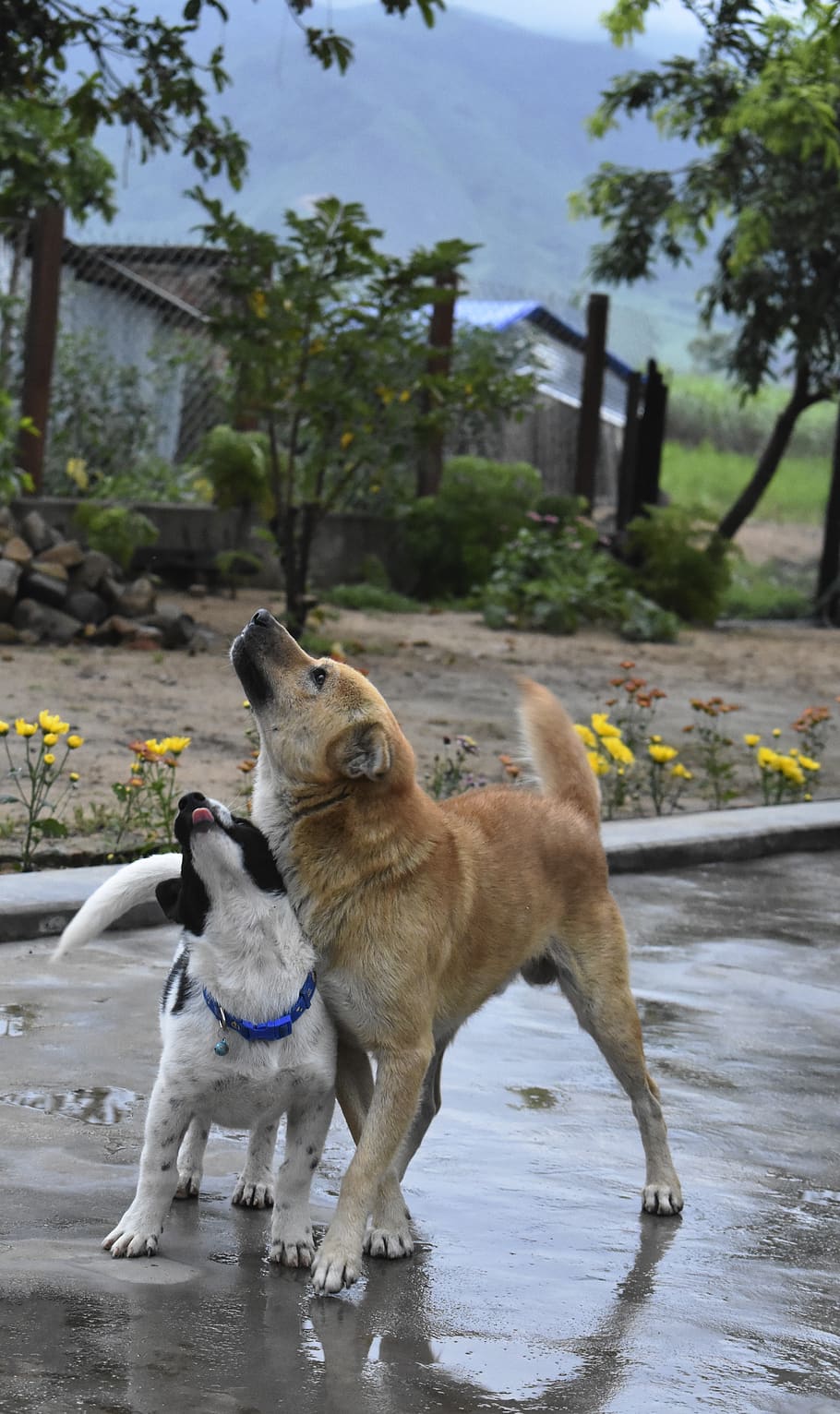 two dog, vietnam, brother dogs, animal themes, animal, mammal, one animal, vertebrate, pets, domestic animals