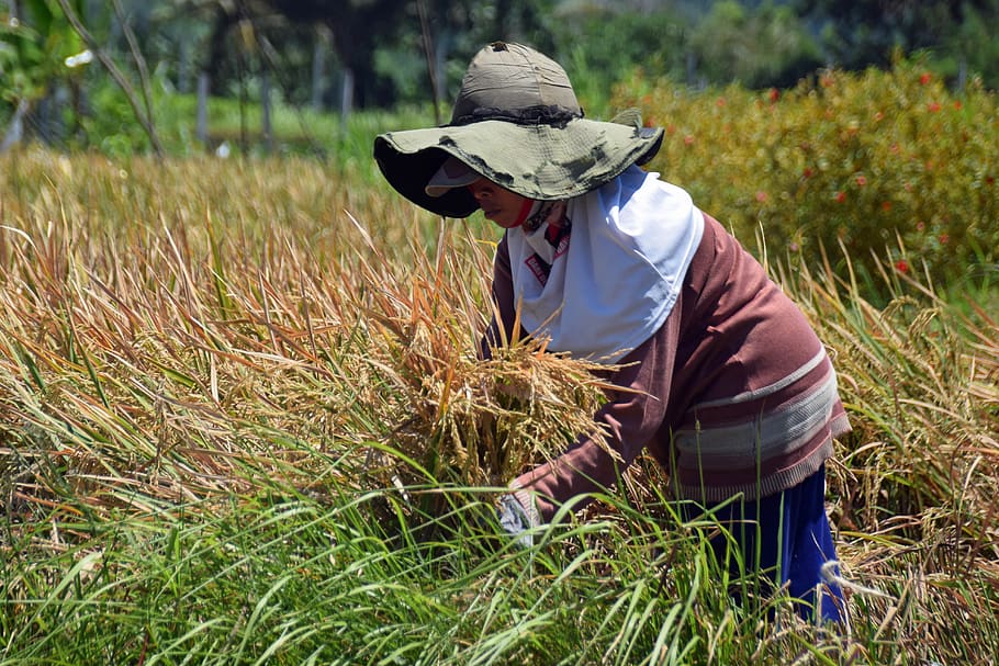 bali, indonesia, travel, rice fields, harvest, rice harvest, farmer's wife, woman, fieldwork, field