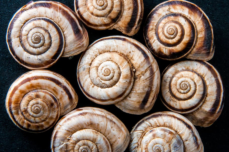 snail shells, snails, spiral, brown, structure, animal wildlife, shell, mollusk, animal, animal themes