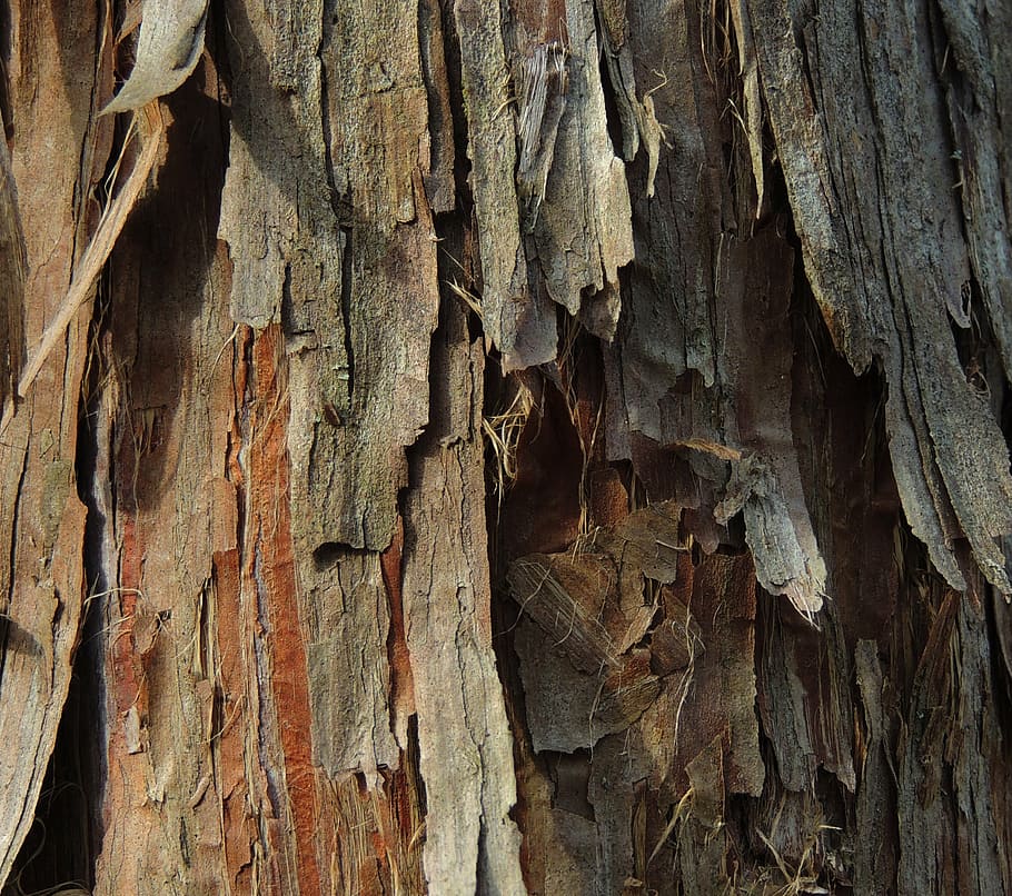 cedar, background, bark, tree, organic, agriculture, outdoors, environment, trunk, nature