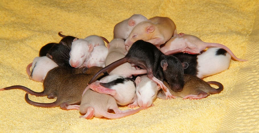 grupo de ratos, rato, bebês de ratos, bonitinho, jovem, pele, desamparado, roedores, colorido, fechar