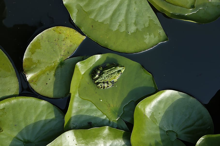 katak, kolam katak, hijau, licin, liar, dedaunan, penciptaan, makro, warna hijau, makanan
