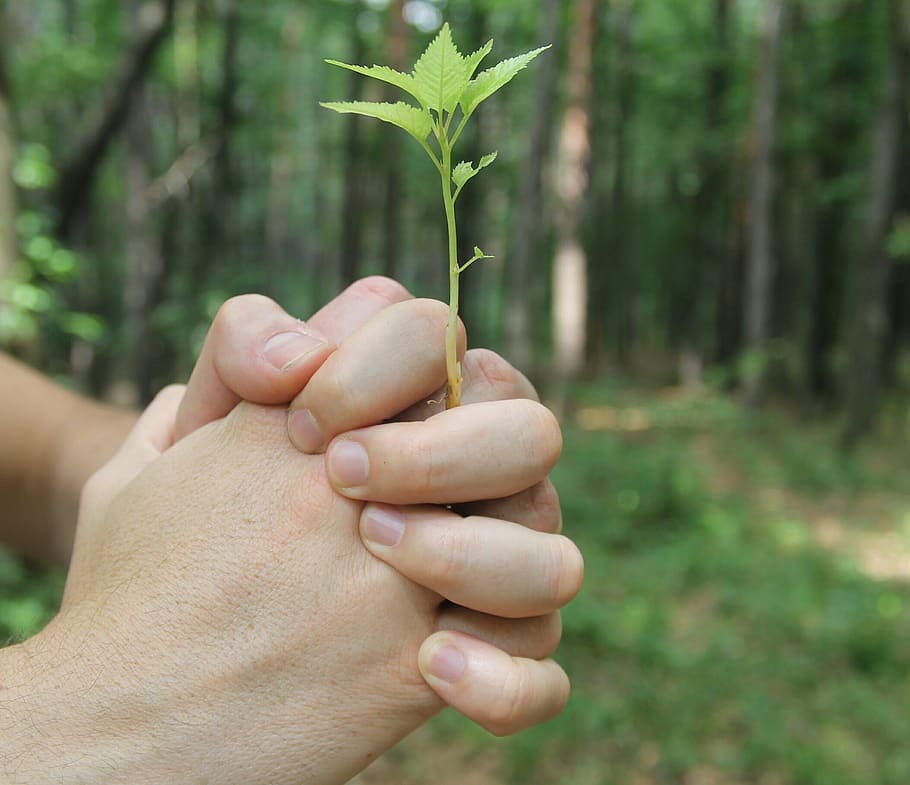 hands, fingers, sprout, nature, plant, flower, seedling, sapling, spring, concept