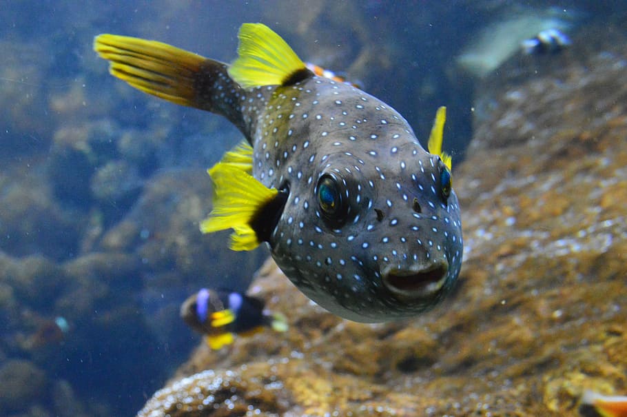 black puffer fish, puffer fish, fish, fins, water, animal, ocean, underwater, swimming, blue