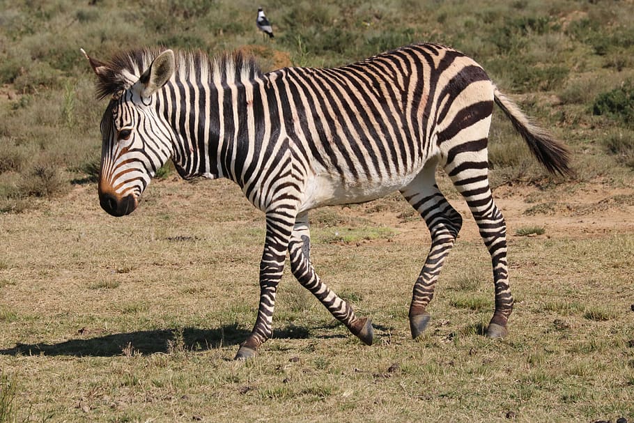hartmann's, mountain zebras, zebra, zebras, africa, south africa, animal world, nature, wildlife, hartmann's mountain zebras