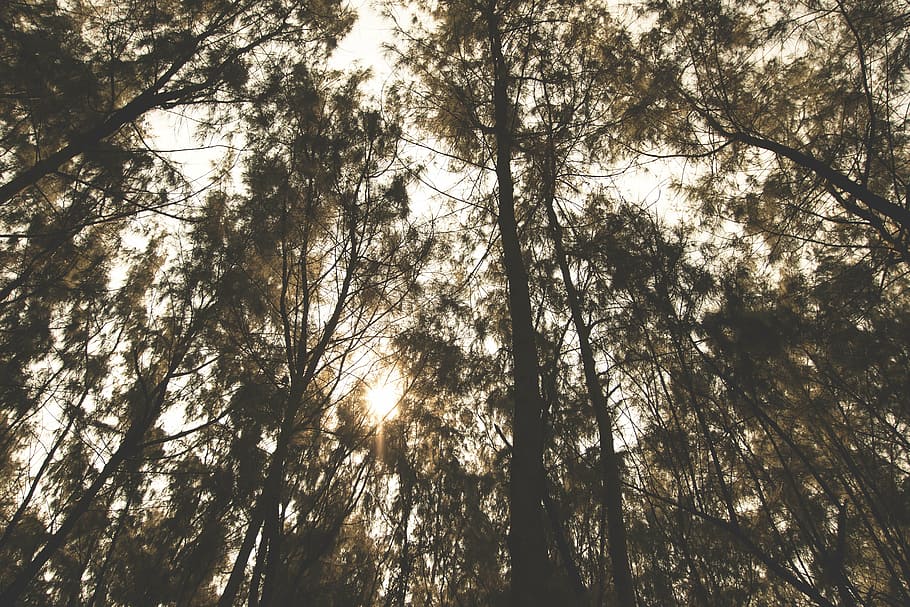 низкий, Угловая фотография, Лесное дерево, природа, пейзаж, Лес, лес, Деревьями, листья, солнце