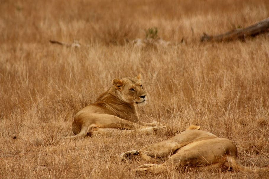 Singa, Hewan, Keluarga, Liar, Binatang menyusui, safari, afrika, perjalanan, kenya, petualangan