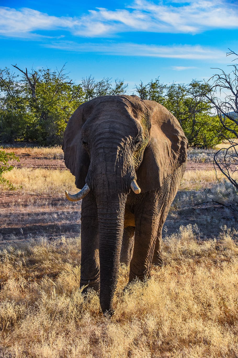 gajah, namibia, afrika, gajah gurun, safari, hewan, mamalia, alam, kering, kawanan
