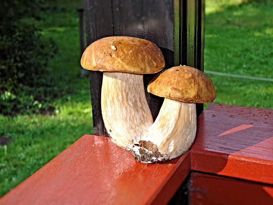 porcini mushrooms, mushrooms, plant, autumn, day, grass, focus on foreground, food, close-up, nature