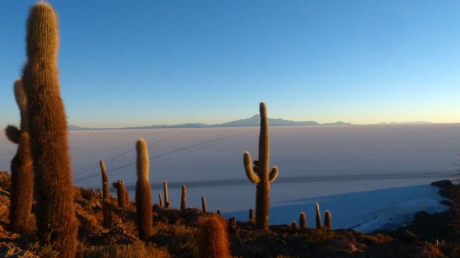 bolivia, desert, cactus, landscape, arid, sand, sunrise, uyuni, sky, scenics - nature
